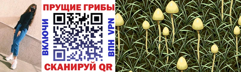 Галлюциногенные грибы ЛСД  Поронайск 